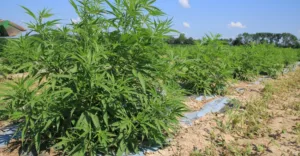 High-CBD hemp plant growing in a field