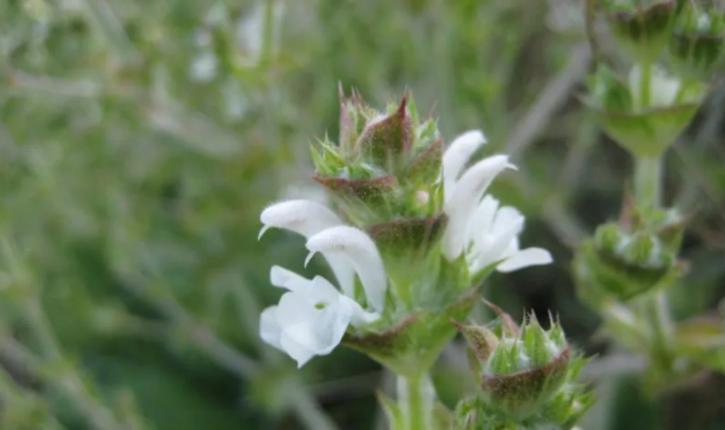 African Sage Flower used to clear spiritual stagnation