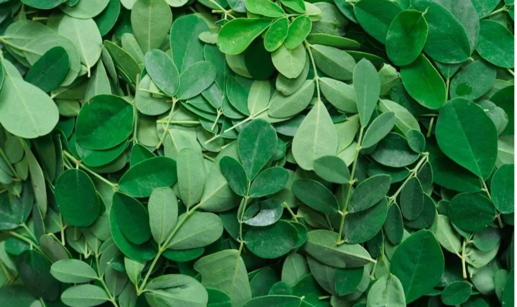 Moringa leaves used to clear spiritual stagnation